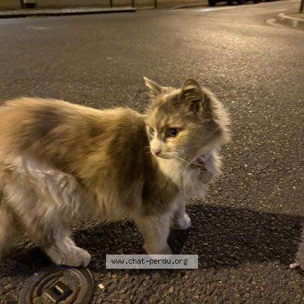 Photo 2/5 Chat retrouvé Trouvé à Bagneux