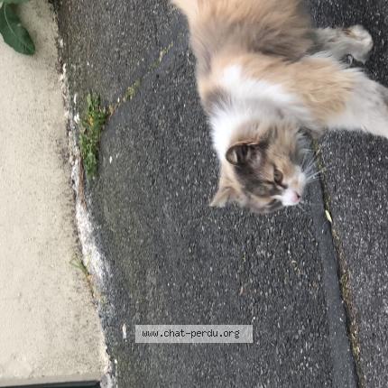 Photo 3/5 Chat retrouvé Trouvé à Bagneux