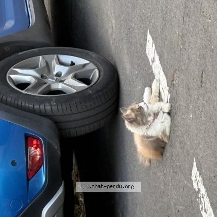 Photo 4/5 Chat retrouvé Trouvé à Bagneux