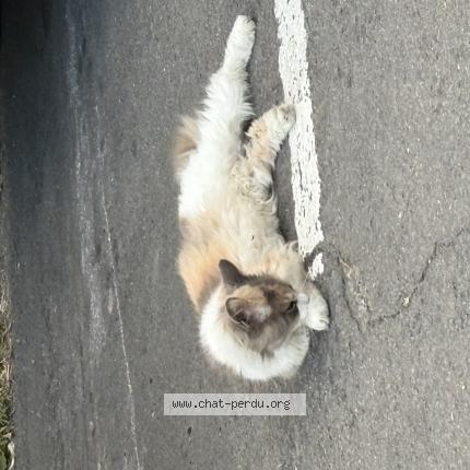 Photo 5/5 Chat retrouvé Trouvé à Bagneux