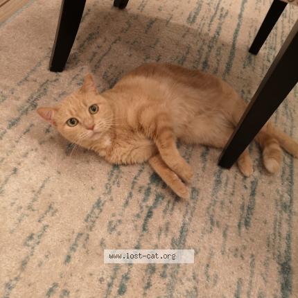 Photo 1/1 Lucy Chat perdu à Lake worth