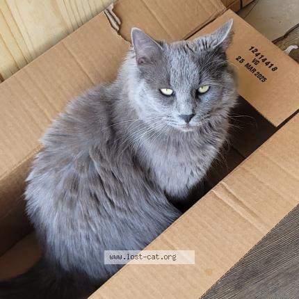 Photo 1/1 Ashlie Chat perdu à Harmony