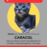 Photo de chat perdu à Chorrillos