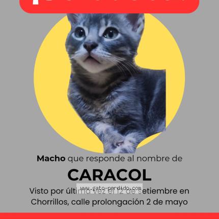 Photo 1/1 Caracol Chat perdu à Chorrillos