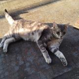 Photo de chat perdu à Sierck Les Bains