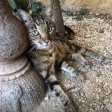 Photo de chat perdu à Sainte Maxime