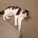 Photo de chat perdu à Le Havre