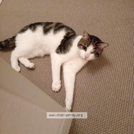 Photo 1/1 Chat retrouvé Perdu à Le havre