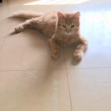 Photo de chat perdu à Clamecy