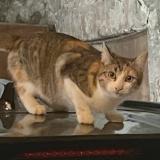 Photo de chat trouvé à Blois