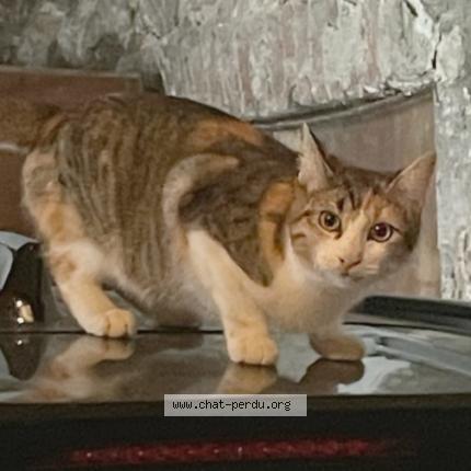 Photo 1/1 Chat retrouvé Trouvé à Blois