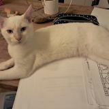 Photo de chat perdu à Mont De Marsan