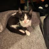 Photo de chat trouvé à Fontenay Sous Bois