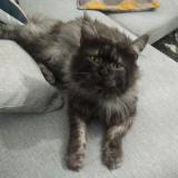 Photo de chat perdu à Premilhat