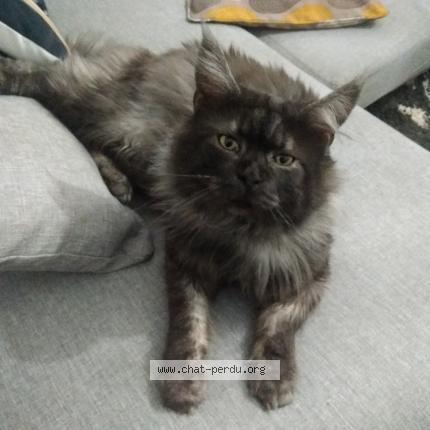 Photo 1/1 Chat retrouvé Perdu à Premilhat
