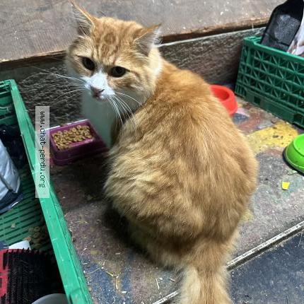 Photo 1/1 Chat trouvé Trouvé à La chaux de fonds
