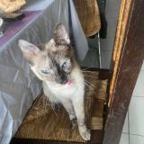 Photo de chat perdu à Cazilhac