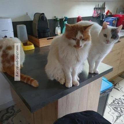 Photo 1/1 LouTi Chat perdu à Espalion