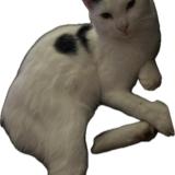 Photo de chat perdu à Villette