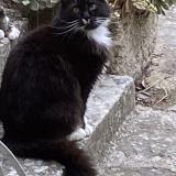 Photo de chat perdu à Maussane Les Alpilles