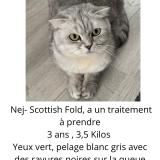 Photo de chat perdu à Meulan En Yvelines