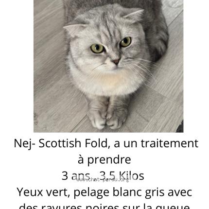 Photo 1/1 Chat retrouvé Perdu à Meulan En Yvelines