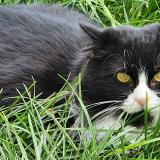 Photo de chat perdu à Montauban