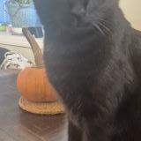 Photo de chat perdu à San Diego