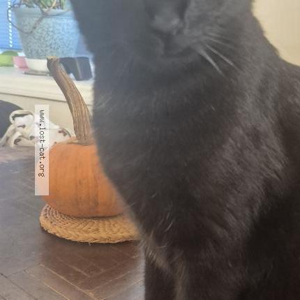 Photo 1/1 Puddles Chat perdu à San diego