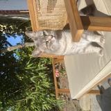 Photo de chat perdu à Le Rheu