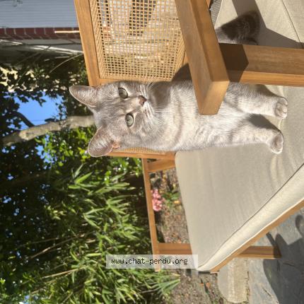 Photo 1/1 Chat retrouvé Perdu à Le rheu