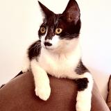 Photo de chat perdu à Les Pennes Mirabeau