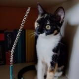 Photo de chat perdu à Raices Nuevo Castrillon