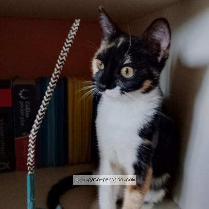 Photo 1/1 Chispa Chat perdu à Raices nuevo castrillon