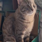 Photo de chat perdu à St Priest