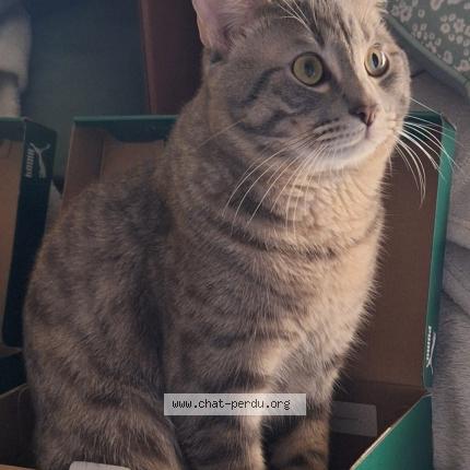 Photo 1/1 Chat retrouvé Perdu à St priest