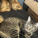 Photo de chat perdu à Burbank