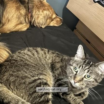 Photo 1/1 Gabe Chat perdu à Burbank