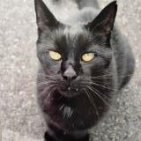 Photo de chat perdu à Boise