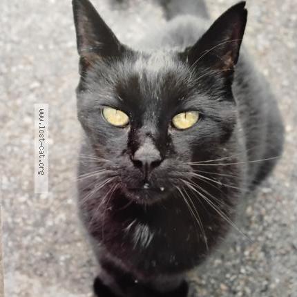 Photo 1/1 Perry Chat perdu à Boise