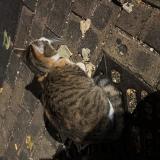 Photo de chat trouvé à Paris