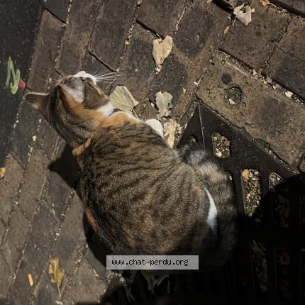 Photo 1/1 Chat retrouvé Trouvé à Paris