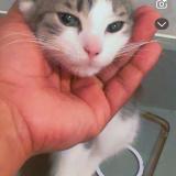 Photo de chat perdu à Astoria