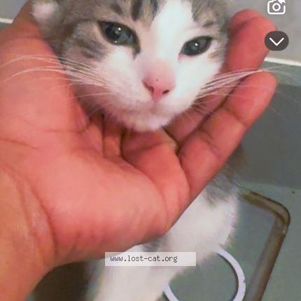 Photo 1/1 sphinx Chat perdu à Astoria