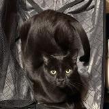 Photo de chat perdu à Brighton