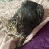 Photo de chat perdu à Viroflay