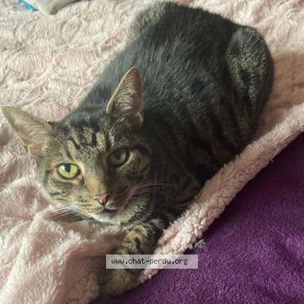 Photo 1/1 Chat retrouvé Perdu à Viroflay