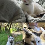 Photo de chat perdu à Saint Denis De Pile