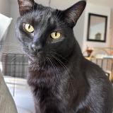 Photo de chat perdu à Post Falls