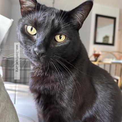 Photo 1/1 Blue Chat perdu à Post falls